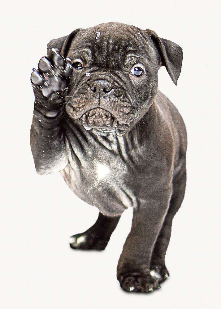 Bulldog puppy image on white