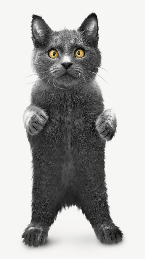 Standing cat psd, isolated design