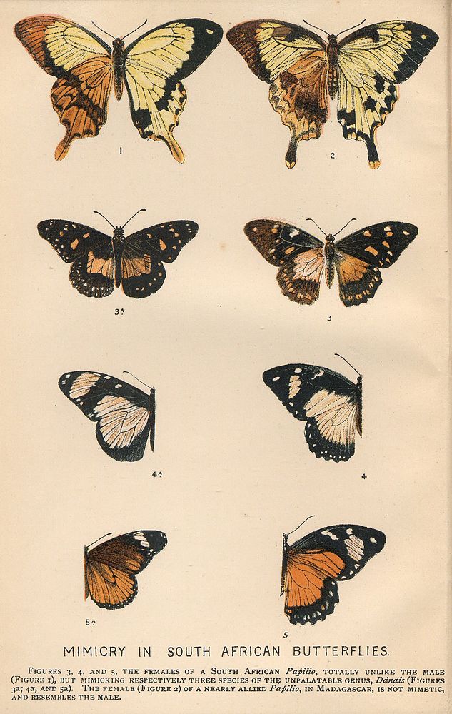 Frontispiece of The Colours of Animals by Edward Bagnall Poulton, 1890, showing Mimicry in South African Butterflies. Figs…