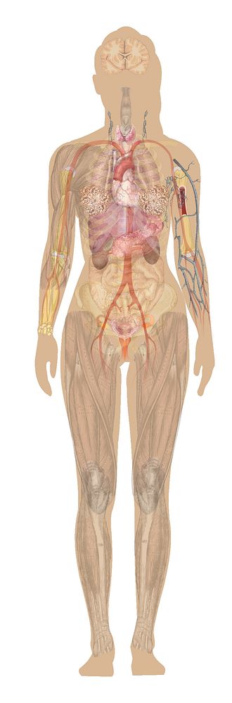 Template for use in Inkscape to make diagrams. Further informationat project main page: Human body diagrams. To discuss…