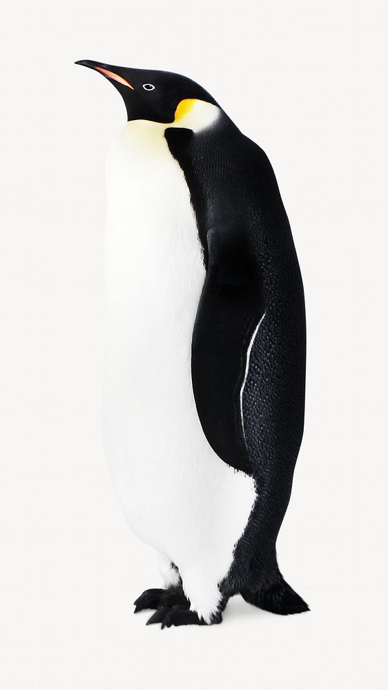 Emperor penguin isolated image on white