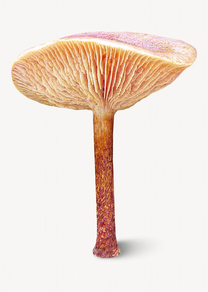 Pholiota fungus isolated image