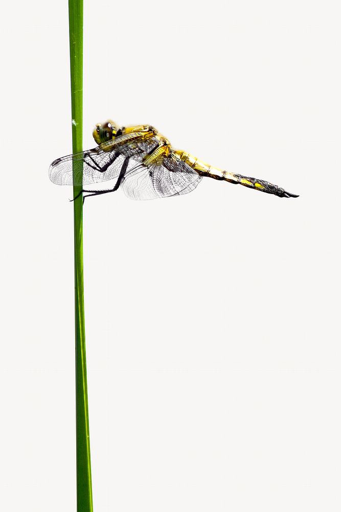 Dragonfly perching isolated design