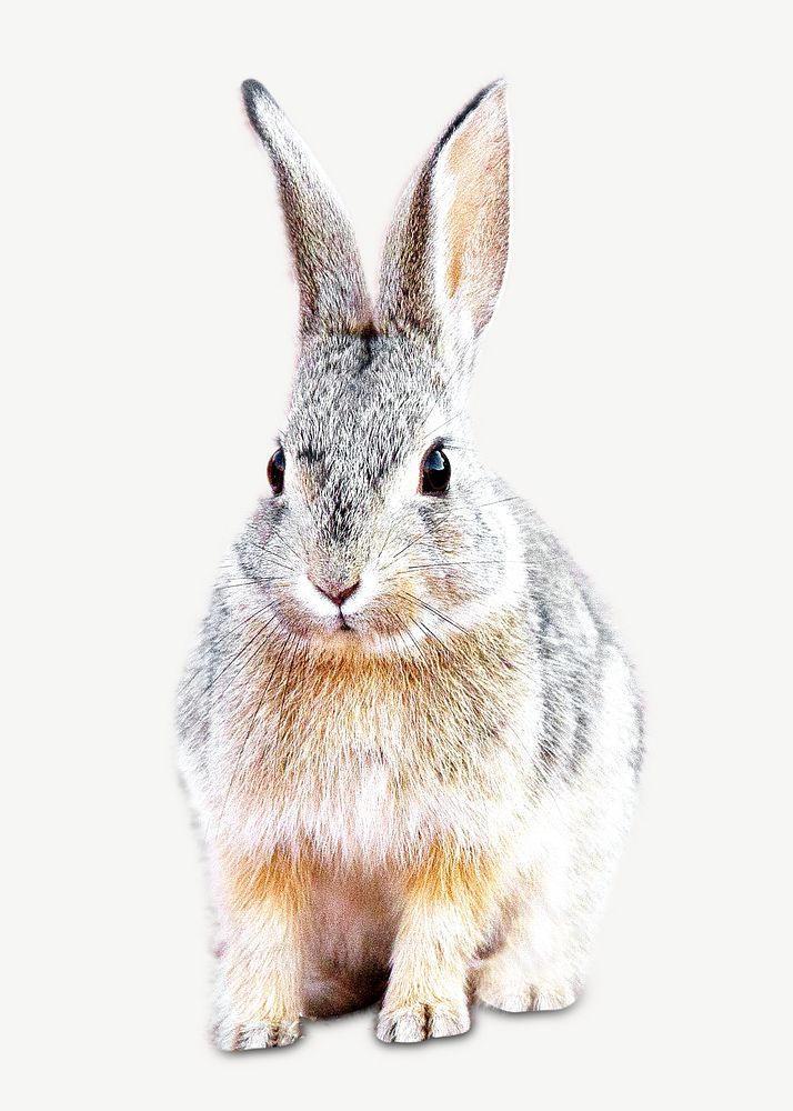 Desert Cottontail rabbit collage element psd