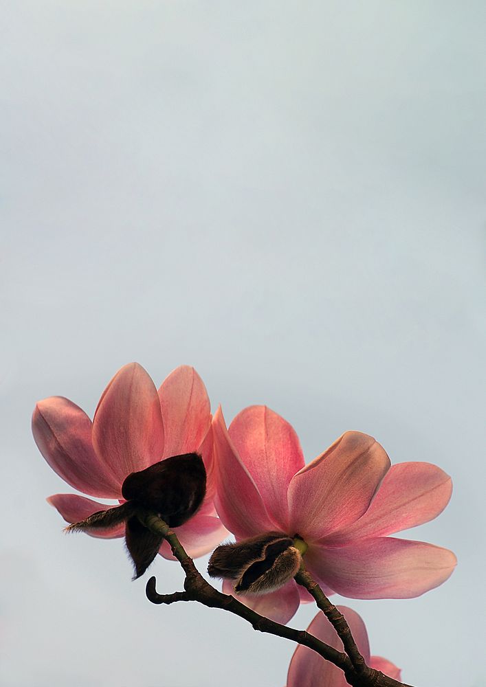 Pink magnolia flower, sky background
