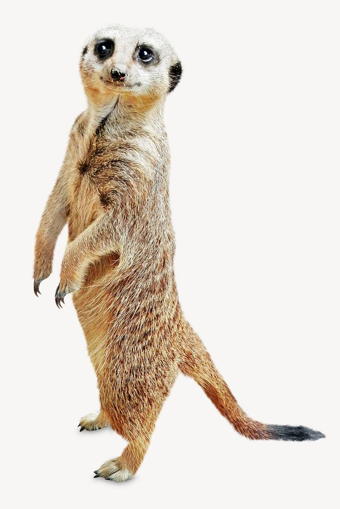 Meerkat isolated image