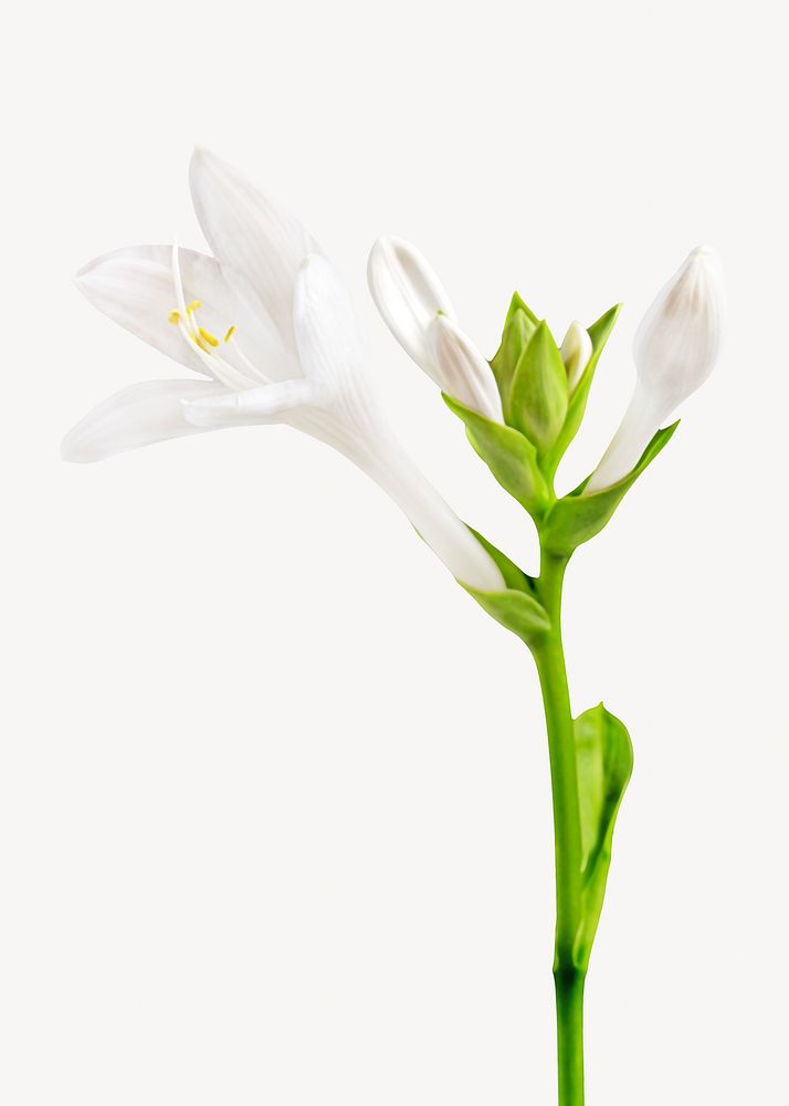 White Lilly flower