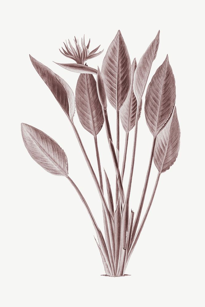 Brown vintage plant illustration collage element psd