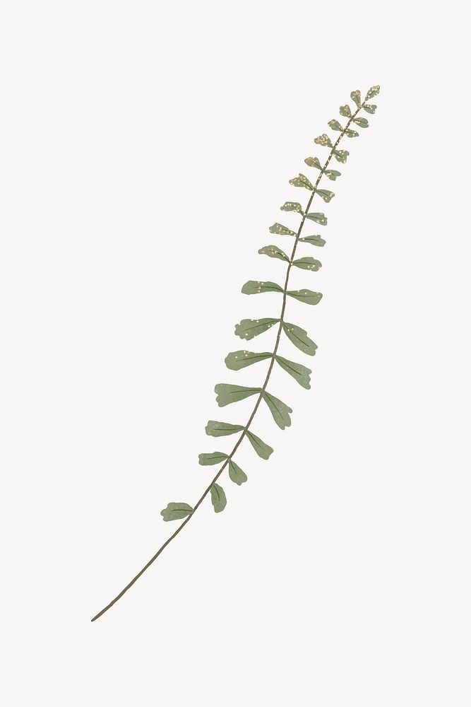 Green leaves illustration, collage element vector