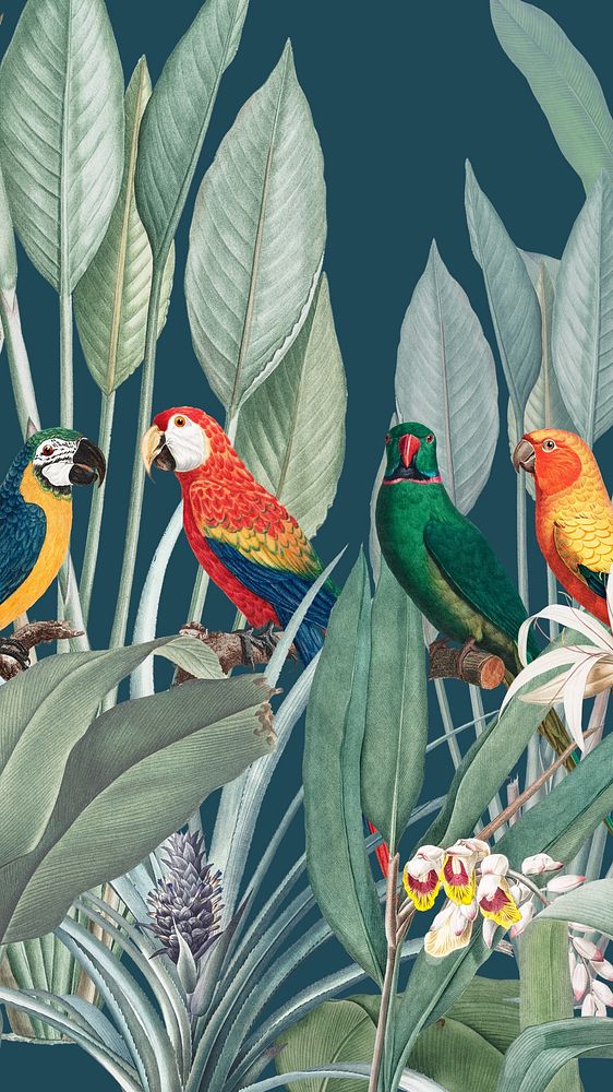 Parrots vintage illustration, birds iPhone wallpaper