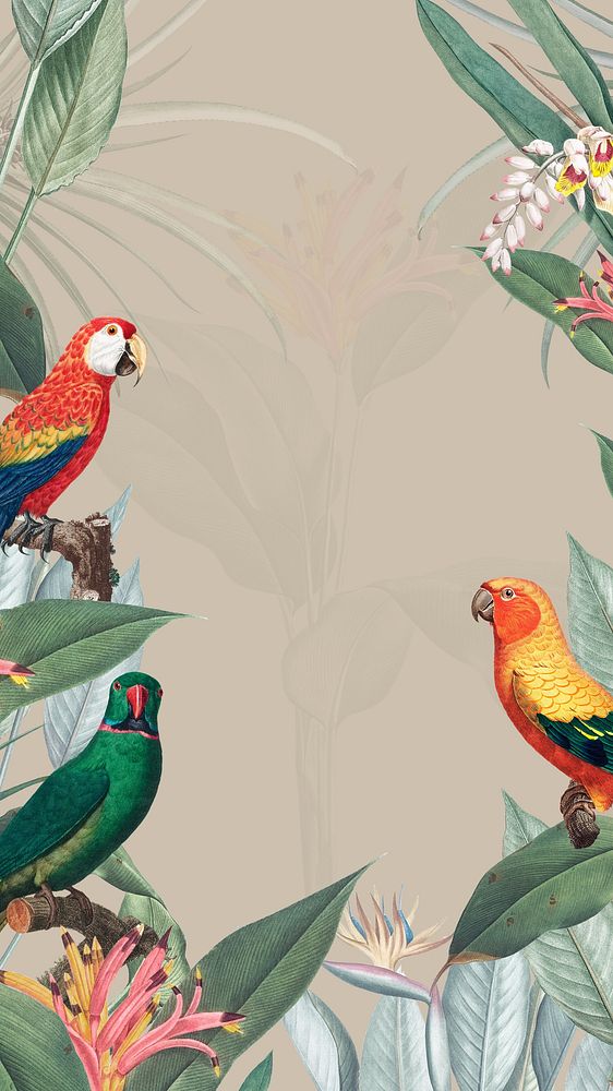 Parrots vintage illustration, birds phone wallpaper