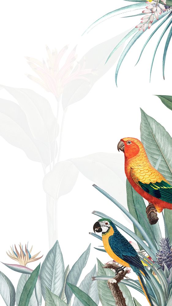 Parrots vintage illustration, birds iPhone wallpaper