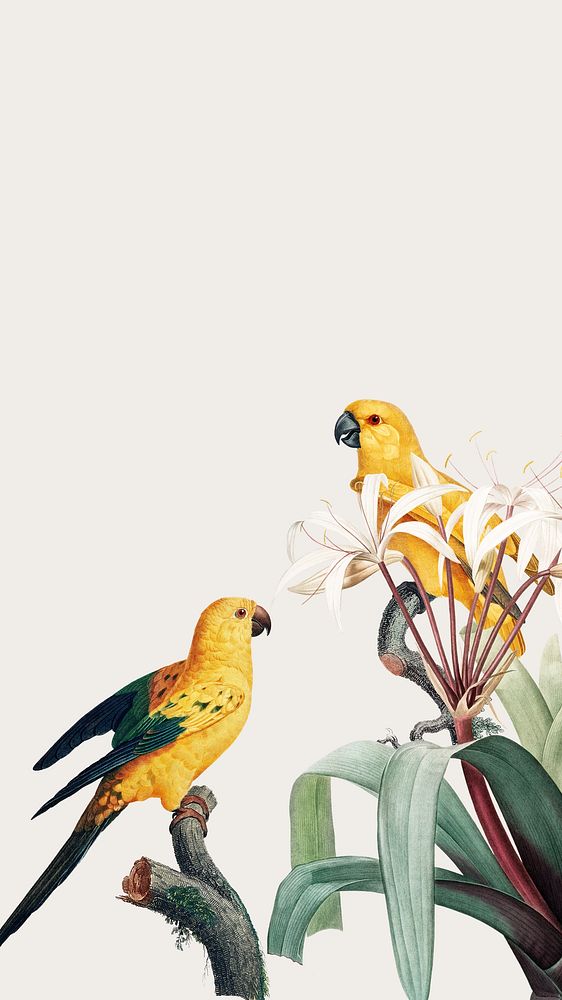 Birds vintage illustration iPhone wallpaper