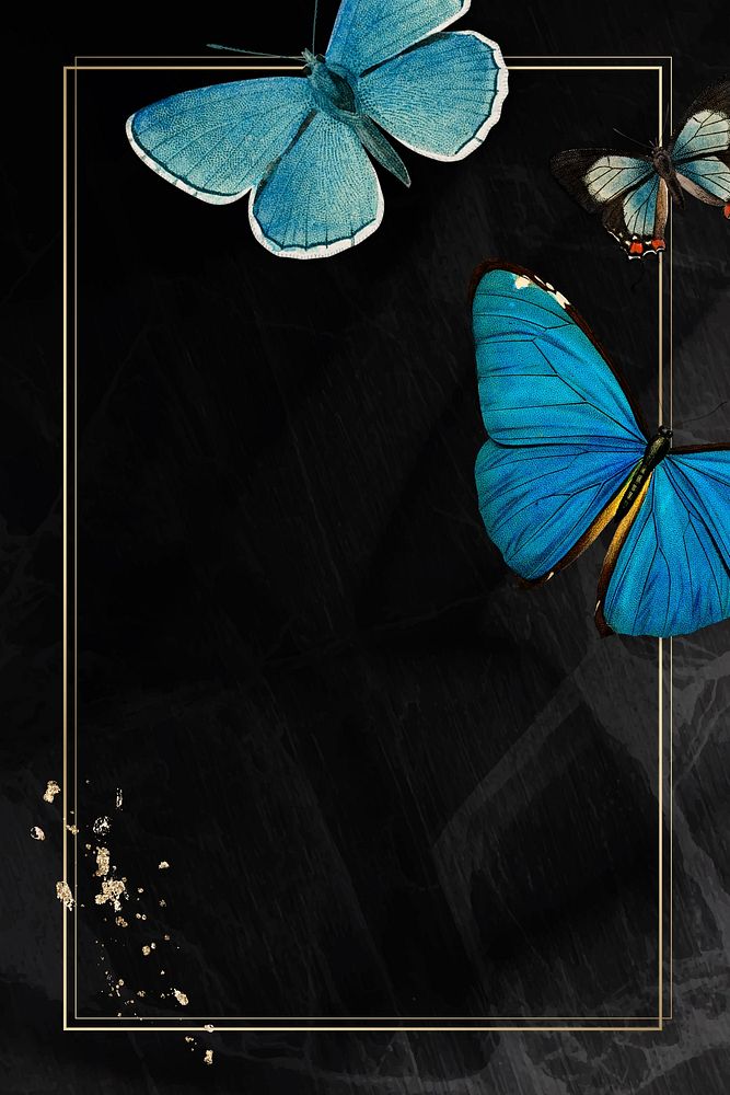 Butterfly frame black background