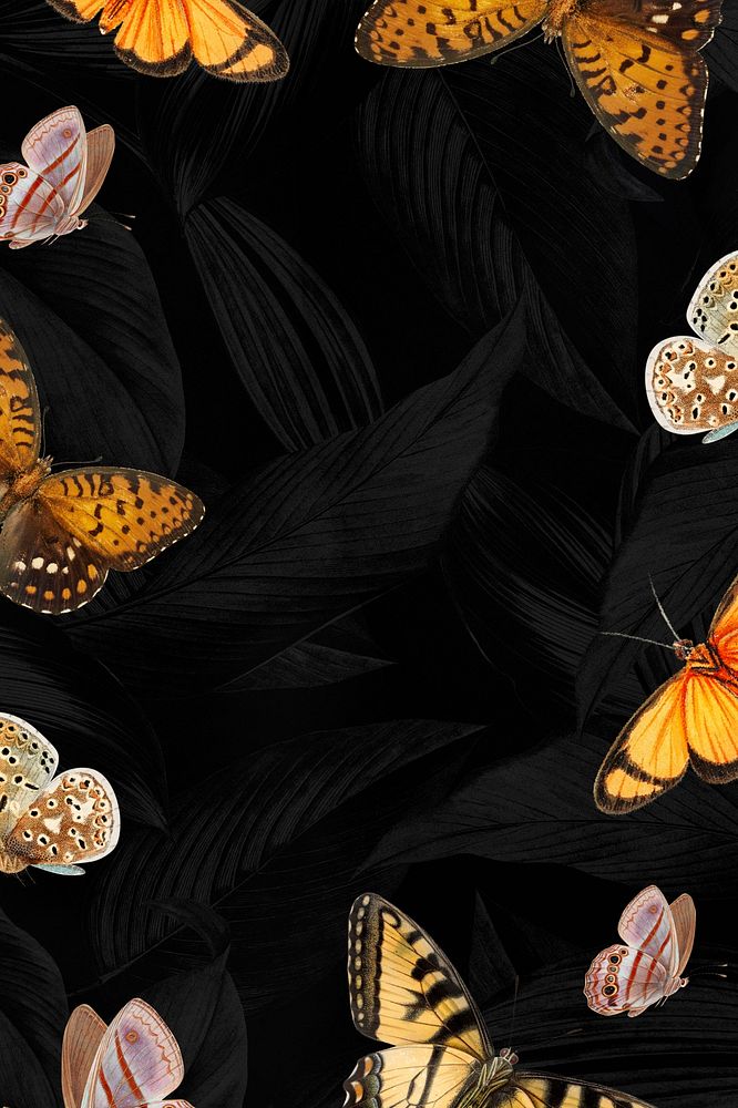 Black butterfly border frame background