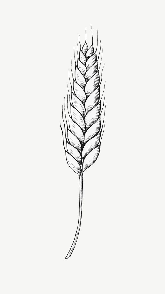 Wheat vintage illustration, design element psd