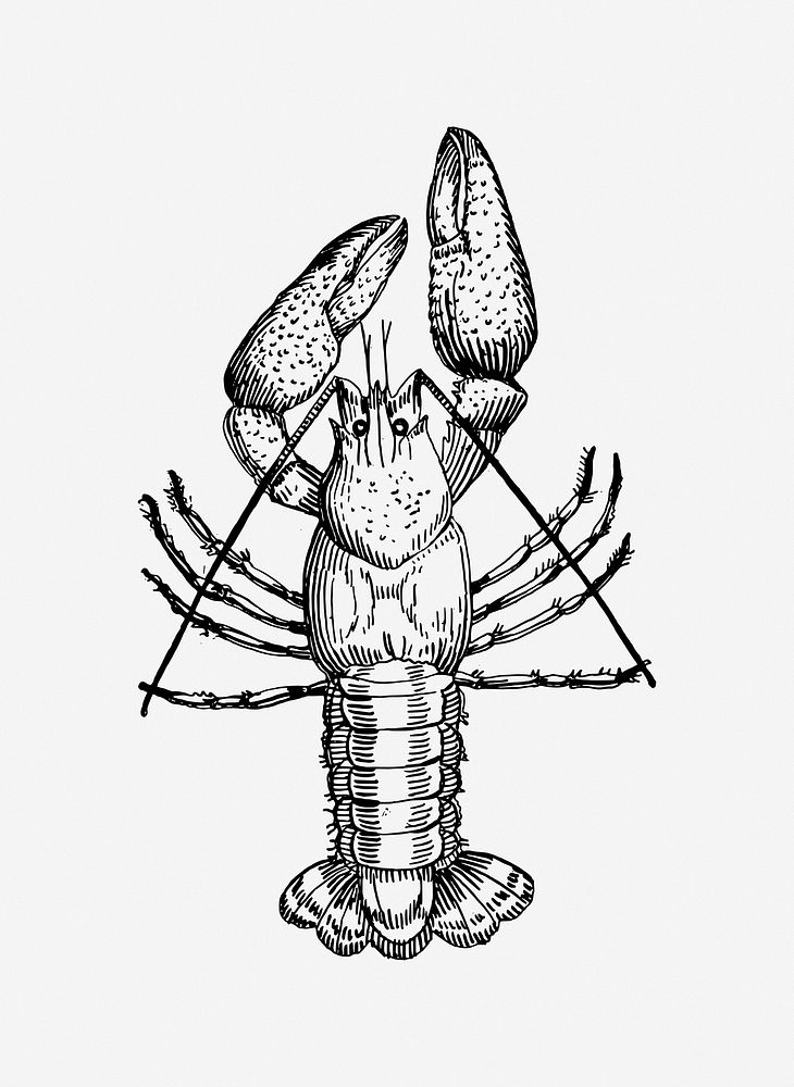 Vintage lobster animal clip art vector. Free public domain CC0 image.