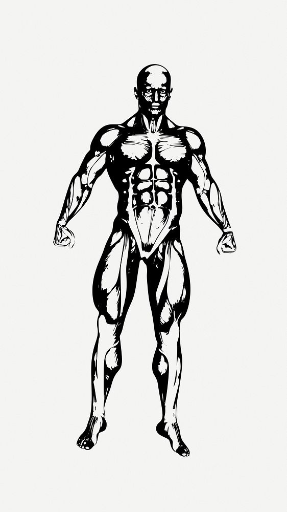 Muscular body sketch clipart illustration psd. Free public domain CC0 image.