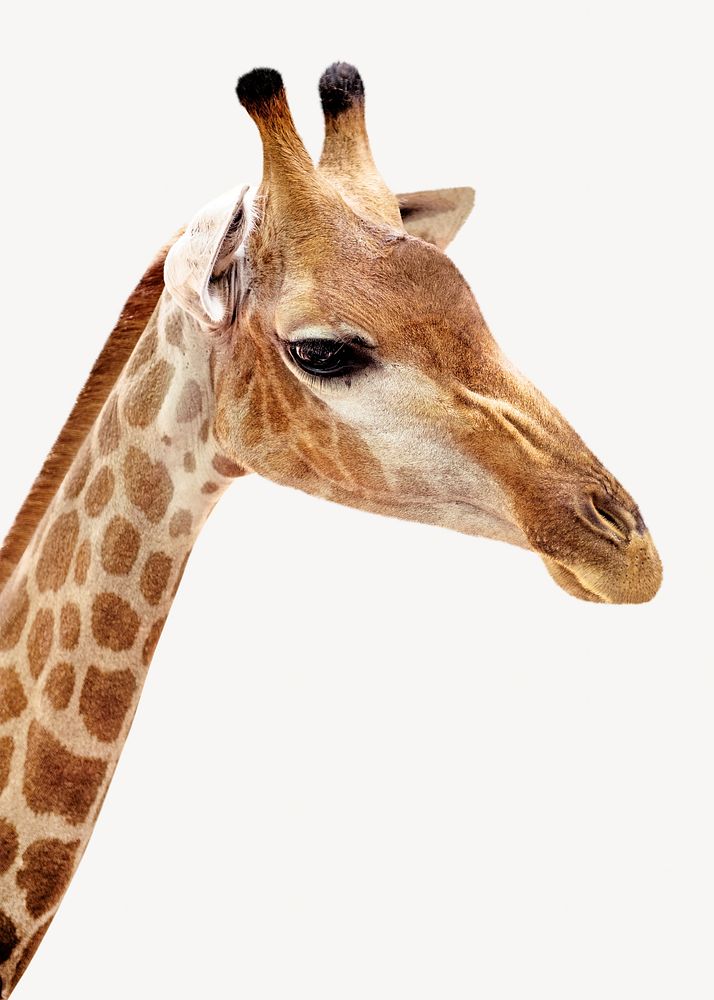 Closeup of giraffe isolated image