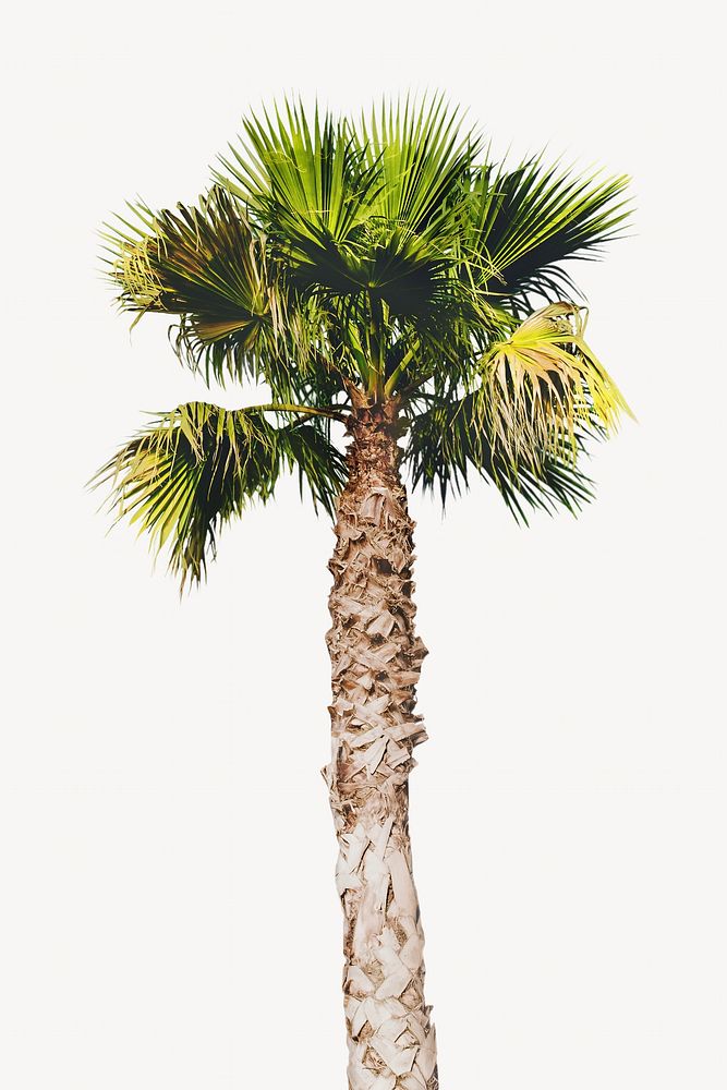 Palm tree isolated image