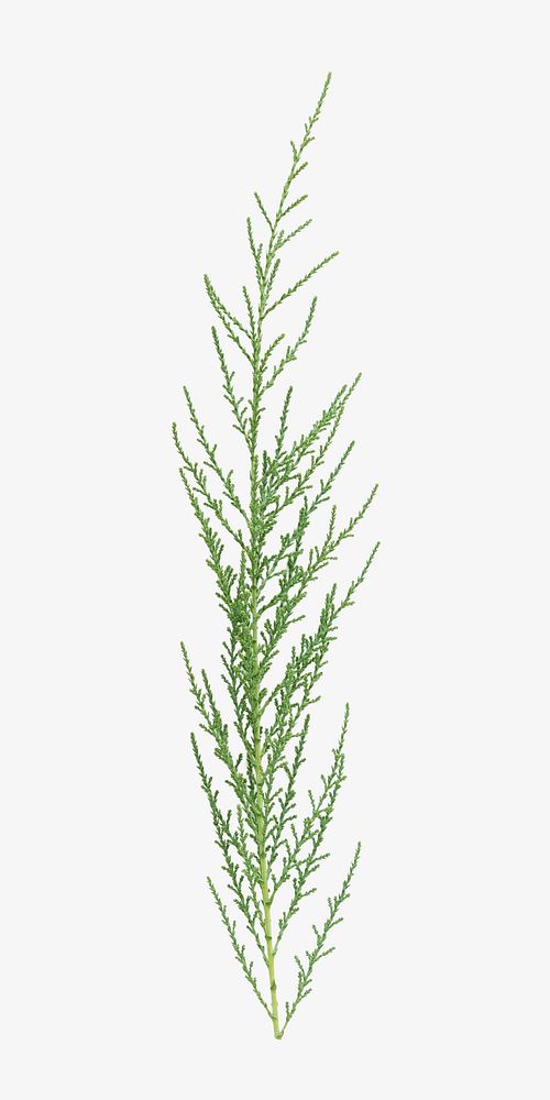 Spruce branch isolated image