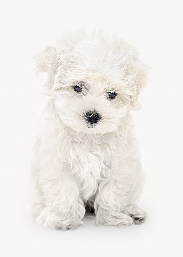 BIchon Frise puppy on white background