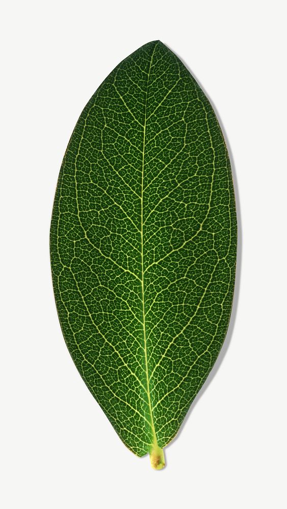 Houseplant leaf design element psd