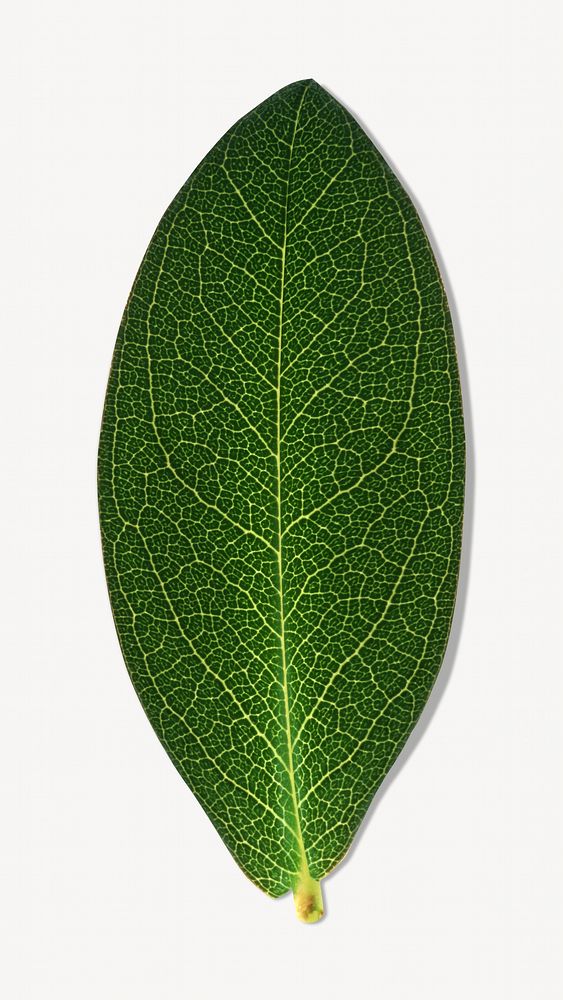 Houseplant leaf image element
