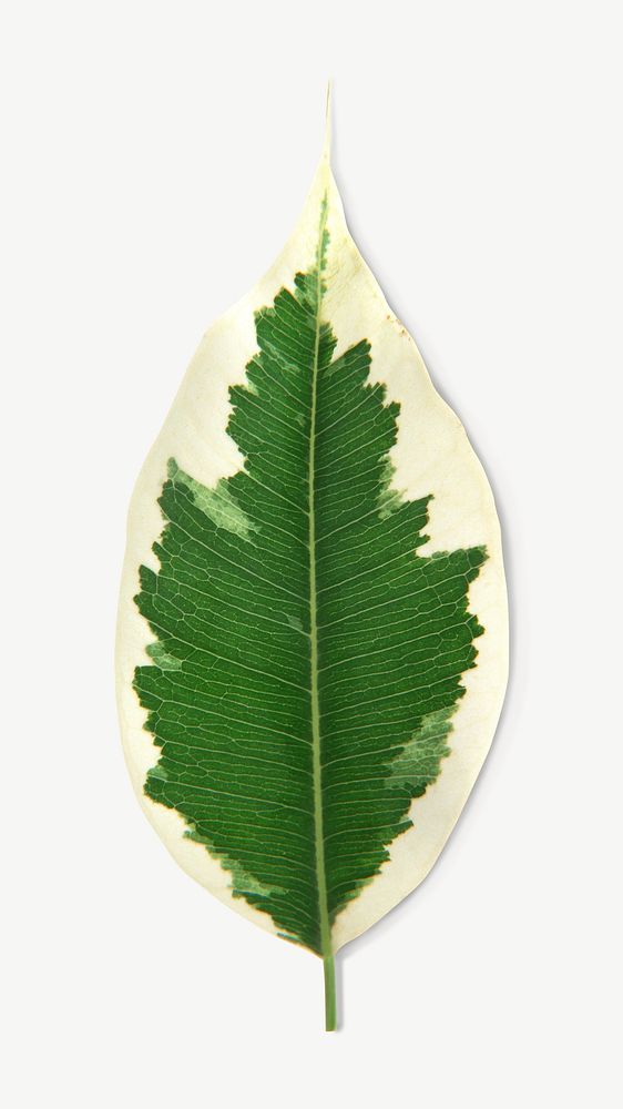 Croton leaf collage element psd