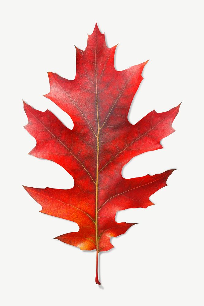 Red oak autumn leaf design element psd
