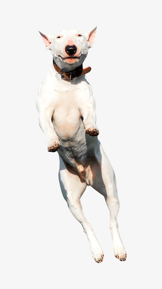 Bull Terrier dog isolated image on white