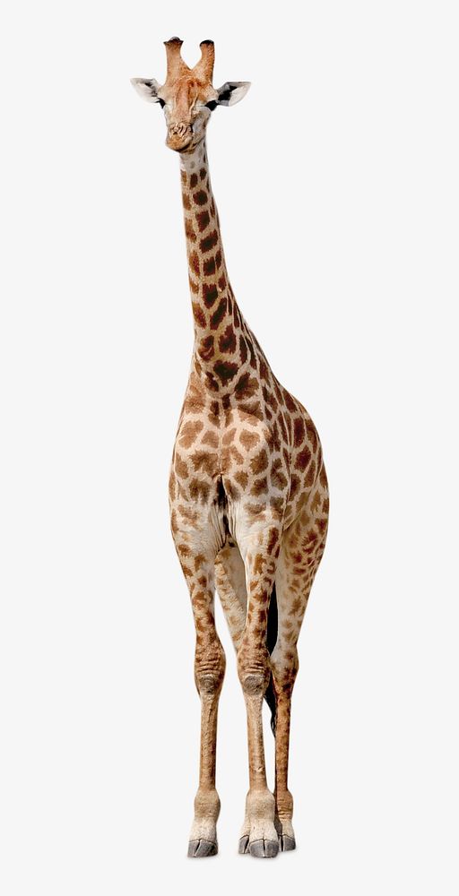 Giraffe isolated image