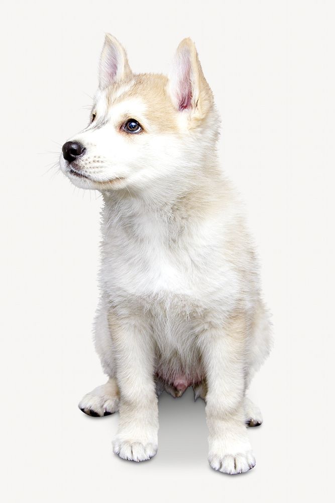 Cute puppy isolated image