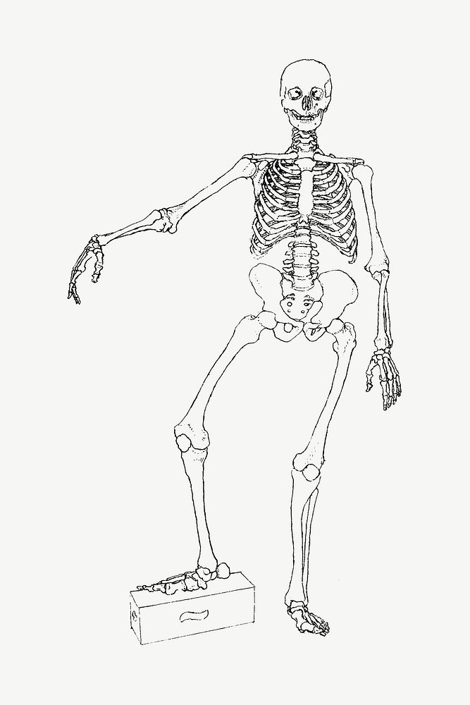 Human skeleton collage element psd