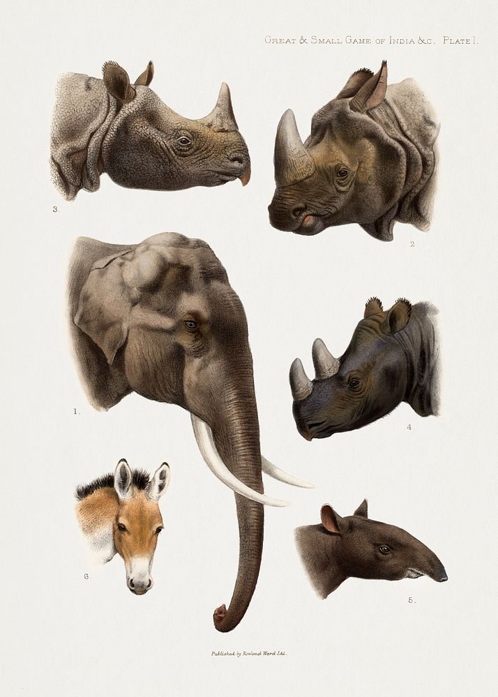 Vintage animal illustrations. Digitally enhanced from our own 1900 edition of The Great and Small Game of India, Burma, &…