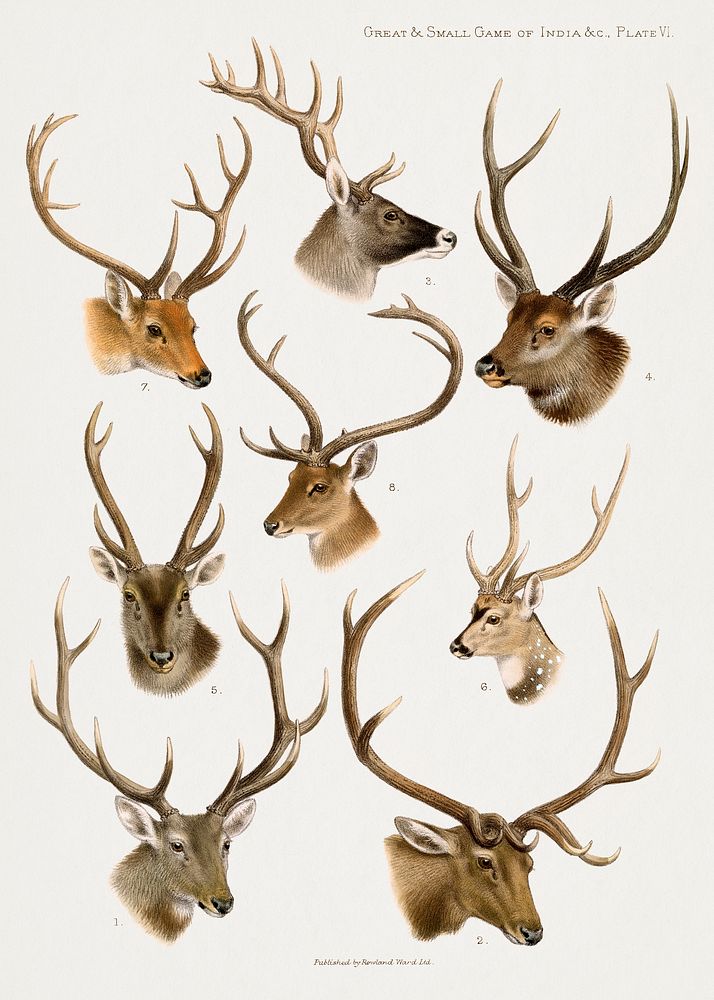Vintage deer illustrations. Digitally enhanced from our own 1900 edition of The Great and Small Game of India, Burma, &…