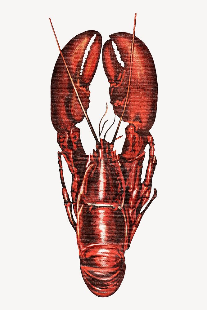 Lobster vintage illustration. Remixed by rawpixel. 