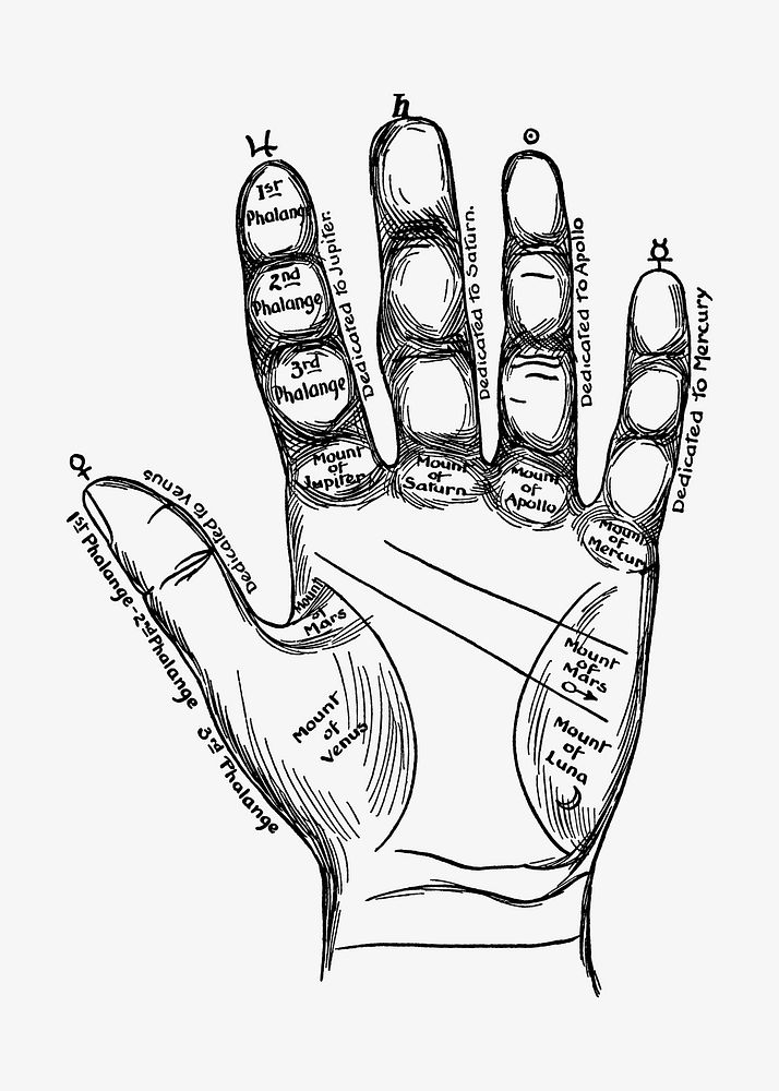 Human palm vintage illustration. Remixed by rawpixel. 