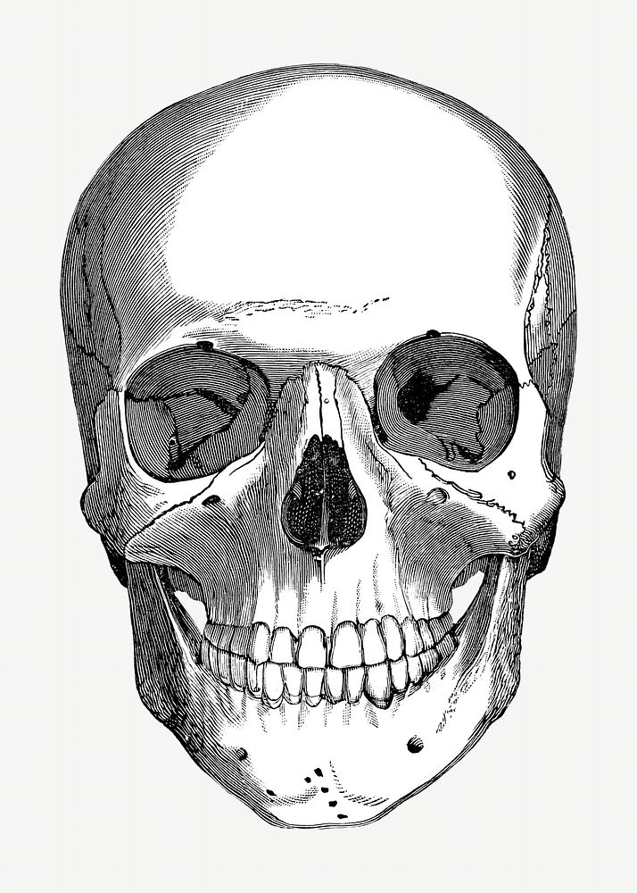 Human skull vintage illustration. Remixed by rawpixel. 