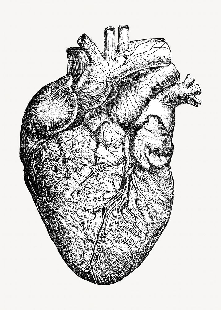 Human heart vintage illustration. Remixed by rawpixel. 