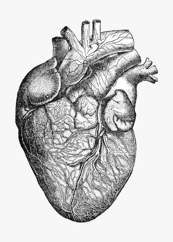 Human heart vintage illustration psd. Remixed by rawpixel. 
