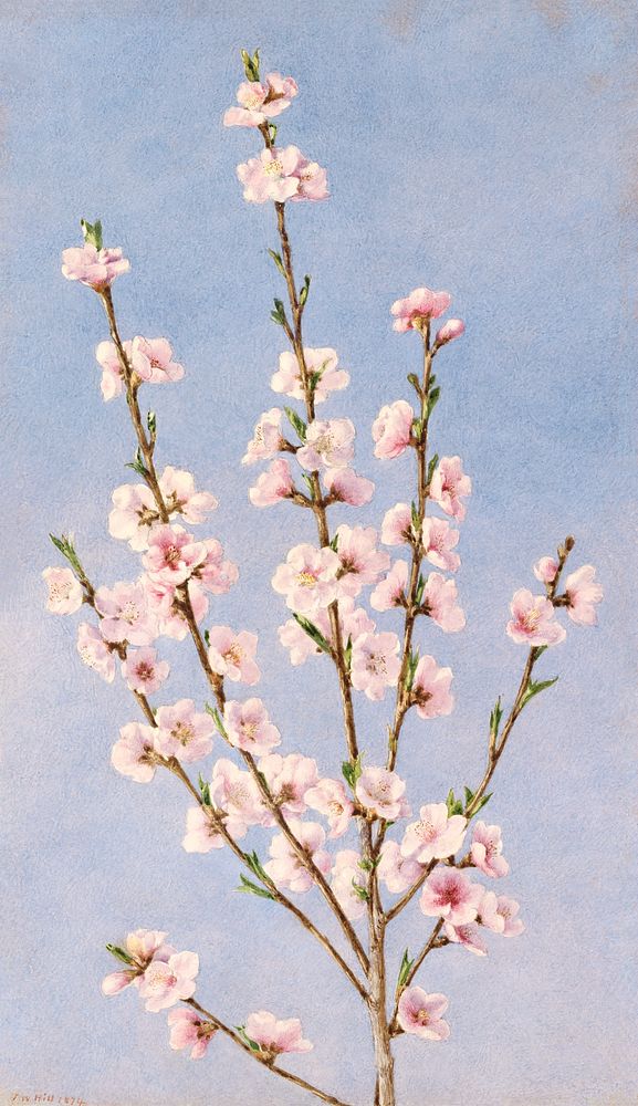 Peach Blossoms (1874), vintage flower illustration by John William Hill. Original public domain image from The MET Museum. …
