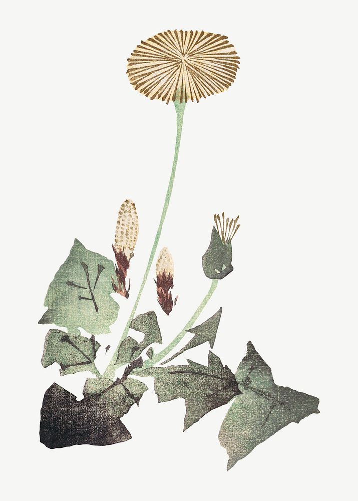 Dandelion, Japanese flower illustration by Teisai Hokuba psd. Remixed by rawpixel.