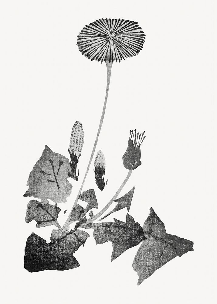 Dandelion, Japanese flower illustration by Teisai Hokuba. Remixed by rawpixel.