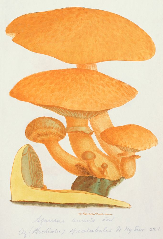 This is a plate from James Sowerby's Coloured Figures of English Fungi or Mushrooms (2008), vintage botanical illustration…