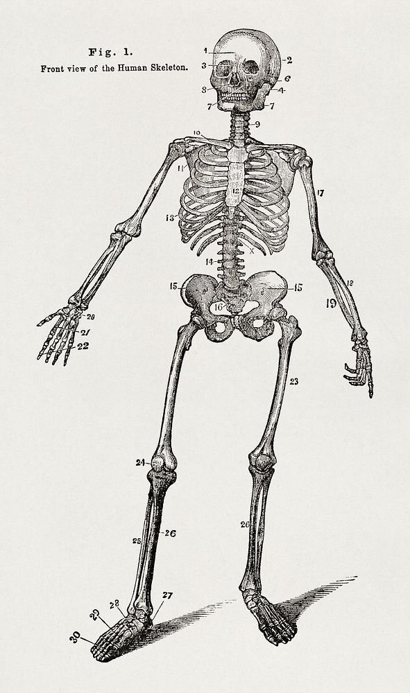 Anatomy, physiology and laws of health (1885), vintage skeleton illustration by Johnson H. Jordan. Original public domain…