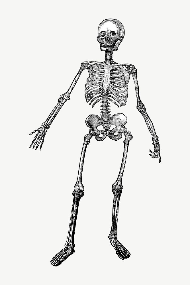 Human skeleton, vintage illustration by Johnson H. Jordan psd. Remixed by rawpixel.