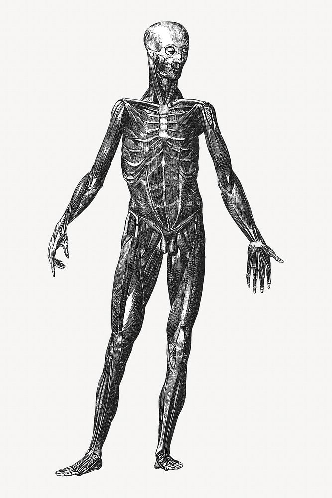 Human body anatomy, vintage illustration by painter from Brockhaus and Efron Encyclopedic Dictionary. Remixed by rawpixel.