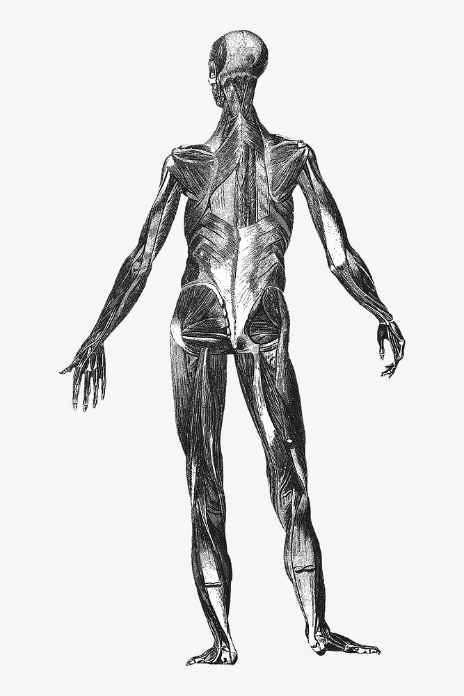 Human body anatomy, vintage illustration by painter from Brockhaus and Efron Encyclopedic Dictionary psd. Remixed by…