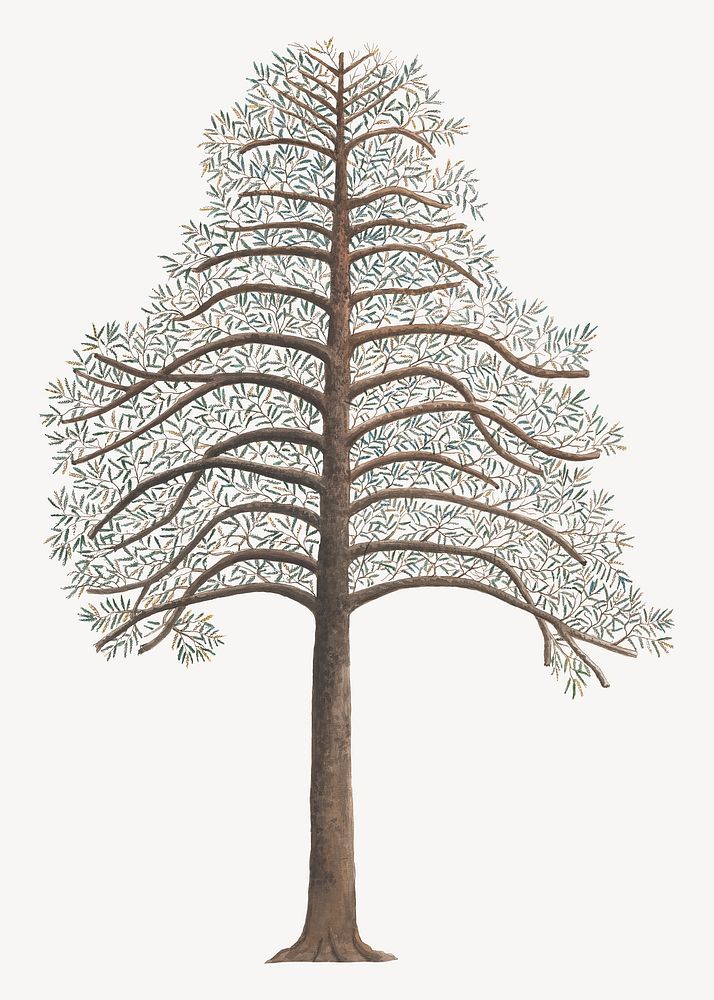 Pine Tree, vintage botanical illustration. Remixed by rawpixel.